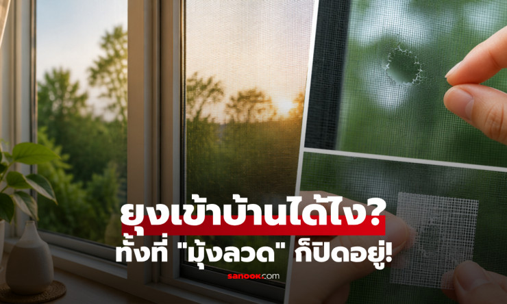 ยุงยังเข้าทั้งที่ปิดมุ้งลวด! เปิด 5 จุดลับ พร้อมวิธีแก้ให้บ้านรับลมได้ไร้แมลงกวนใจ
