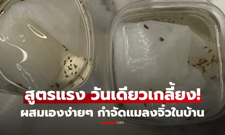 แมลงหวี่บุกบ้าน! สูตรเด็ดวางแป๊บเดียว หายเกลี้ยง ไม่ต้องเสียเงินซื้อยาแพง - fahbvip