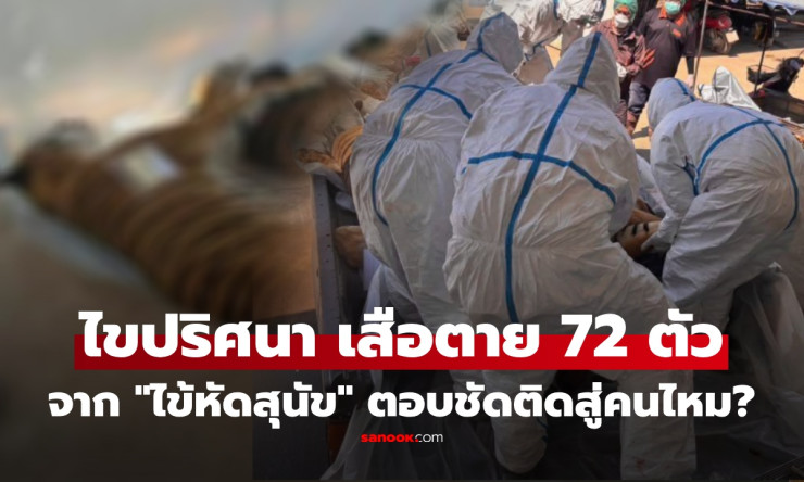 สลด! ผลแล็บชี้ชัด เสือเชียงใหม่ตายหมู่ 72 ตัว ไข้หัดสุนัขคร่าชีวิต ไม่ติดคนแต่ระวังพาหะแพร่เชื้อ - fahbvip