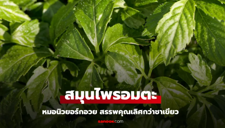 หมอนิวยอร์กยกเจียวกู่หลาน สมุนไพรอมตะ สรรพคุณเลิศกว่าชาเขียว ประโยชน์ยาวเป็นหางว่าว - fahbvip