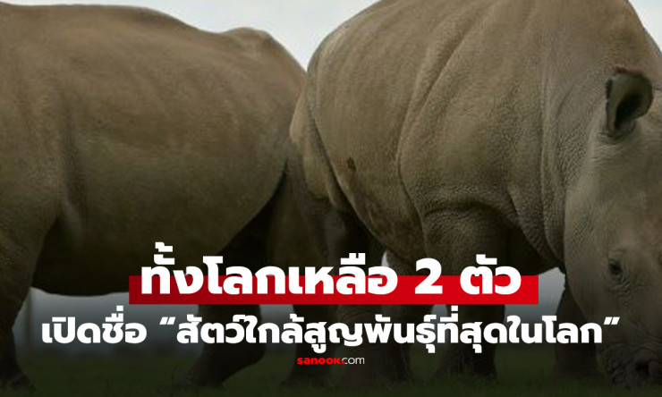 ช็อกทั้งโลก! แรดขาวเหนือเหลือแค่ 2 ตัวเมียสุดท้าย ทางรอดหรือสูญพันธุ์นิรโทษกรรม? - fahbvip
