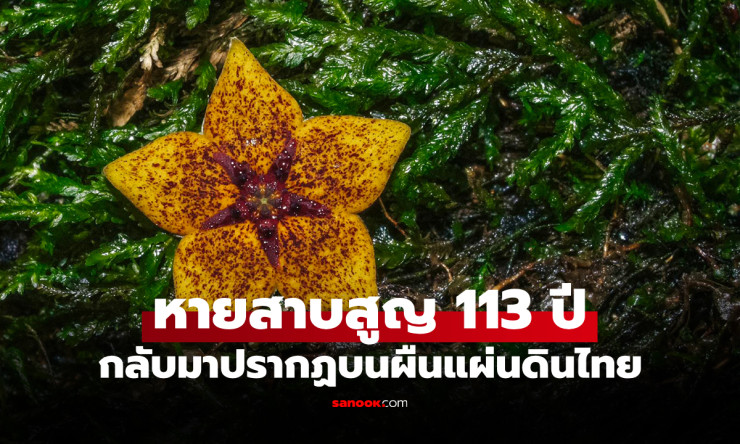 สุดฮือฮา! พืชหายากที่หายจากโลกนาน 113 ปี กลับมาปรากฏตัวอีกครั้งในประเทศไทย - fahbvip