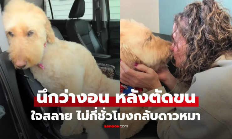 ใจสลาย! เจ้าของพาสุนัขตัดขนกลับมาซึม นึกว่าแค่งอน ที่แท้สัญญาณสุดท้ายก่อนจากไปดาวหมา - fahbvip