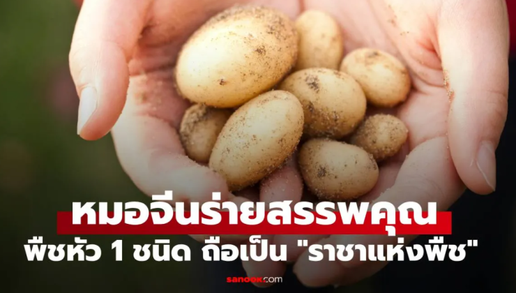 มันฝรั่ง: ราชาแห่งพืชในมุมมองแพทย์แผนจีน - fahbvip