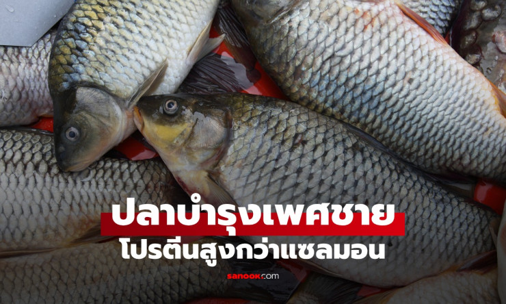 ปลาทูน่า โปรตีนสูงกว่าแซลมอน เสริมฮอร์โมนบำรุงผู้ชาย ทุกเพศทุกวัยควรกิน - fahbvip
