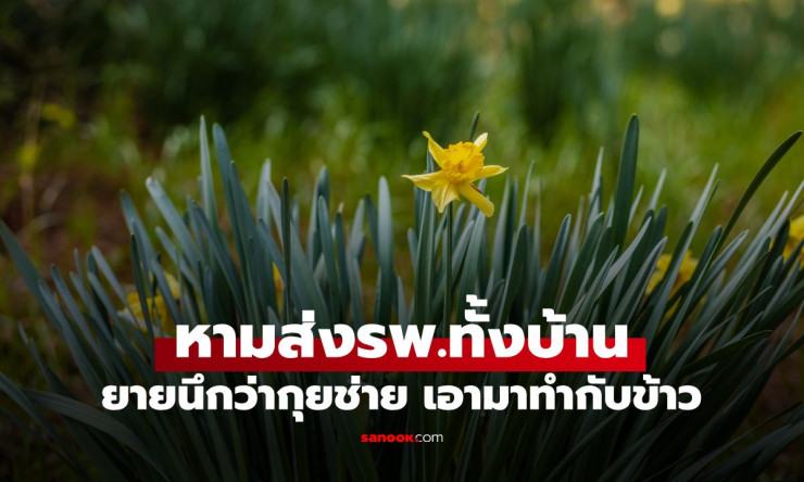 เกือบตายยกครัว! ยายเผลอเก็บ “ดอกแดฟโฟดิล” นึกว่ากุยช่าย ผัดไข่กินทั้งบ้านจนหามส่งโรงพยาบาล