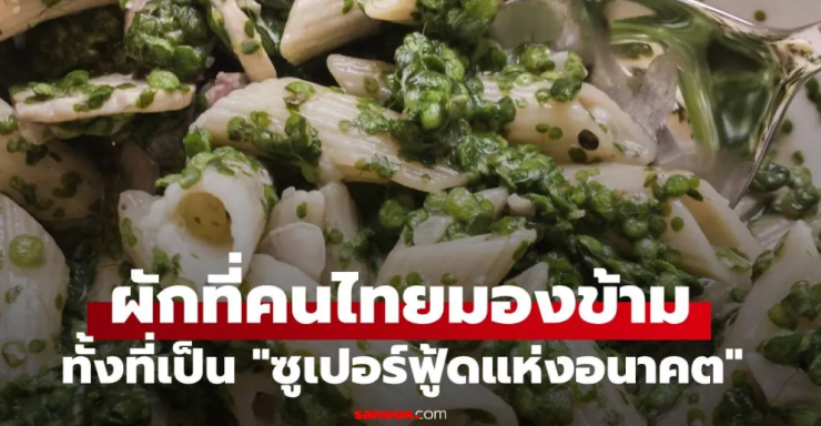 ซูเปอร์ฟู้ดแห่งอนาคต! ผักไทยที่ถูกมองข้าม โปรตีนมากกว่าถั่วเหลืองถึง 6 เท่า - fahbvip